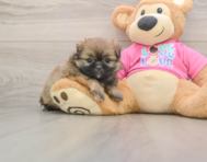 5 week old Shih Pom Puppy For Sale - Simply Southern Pups