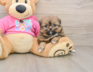 6 week old Shih Pom Puppy For Sale - Simply Southern Pups