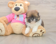 6 week old Shih Pom Puppy For Sale - Simply Southern Pups