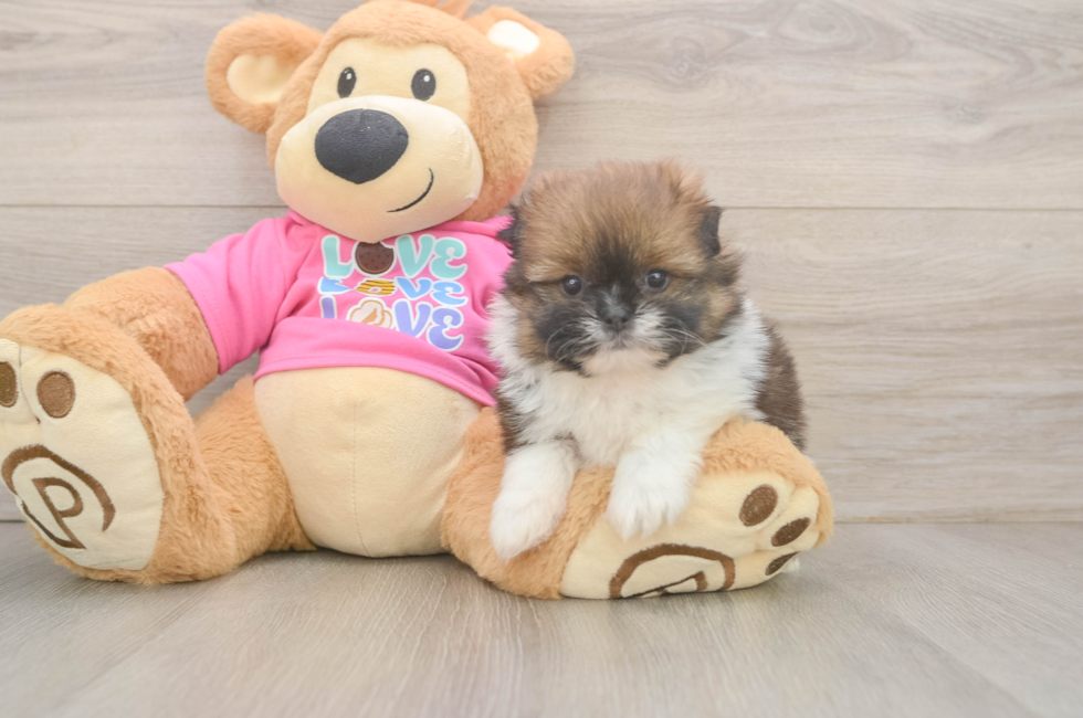 5 week old Shih Pom Puppy For Sale - Simply Southern Pups