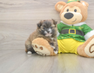 5 week old Shih Pom Puppy For Sale - Simply Southern Pups