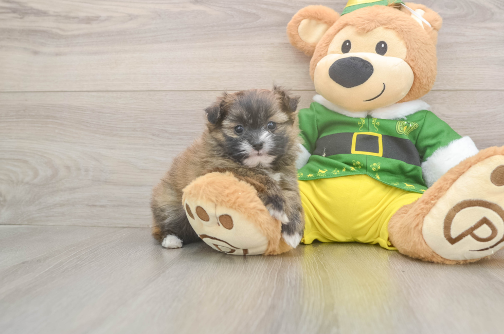 5 week old Shih Pom Puppy For Sale - Simply Southern Pups