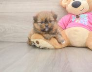 6 week old Shih Pom Puppy For Sale - Simply Southern Pups