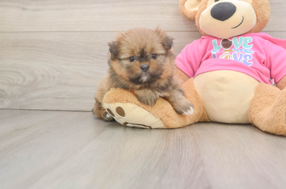 5 week old Shih Pom Puppy For Sale - Simply Southern Pups