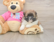 5 week old Shih Pom Puppy For Sale - Simply Southern Pups