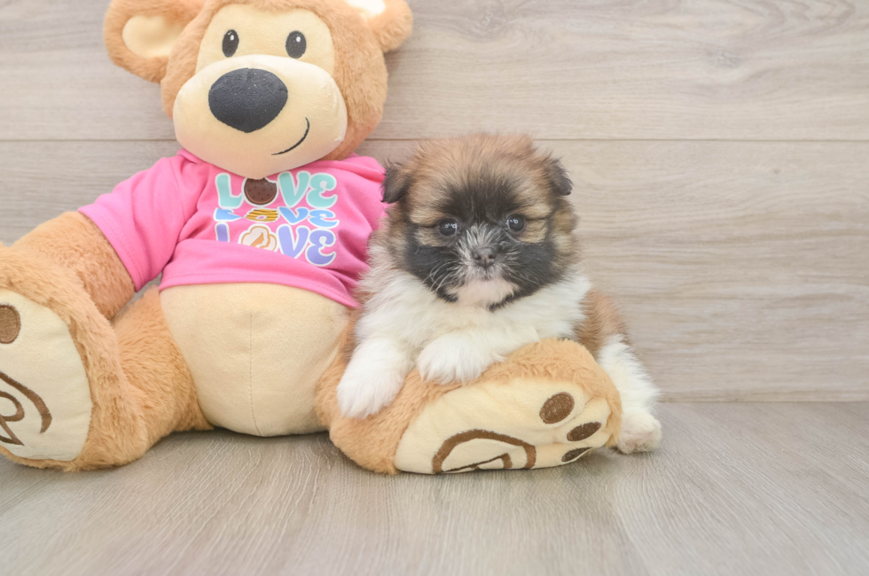 5 week old Shih Pom Puppy For Sale - Simply Southern Pups