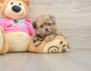 6 week old Shih Pom Puppy For Sale - Simply Southern Pups