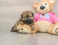 6 week old Shih Pom Puppy For Sale - Simply Southern Pups
