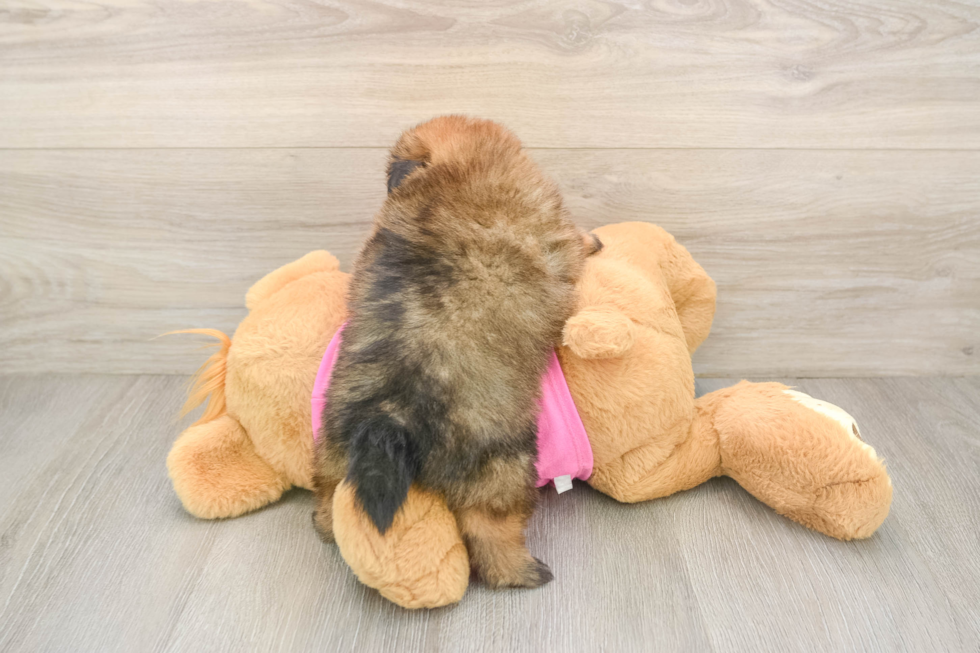 Smart Shih Pom Designer Pup