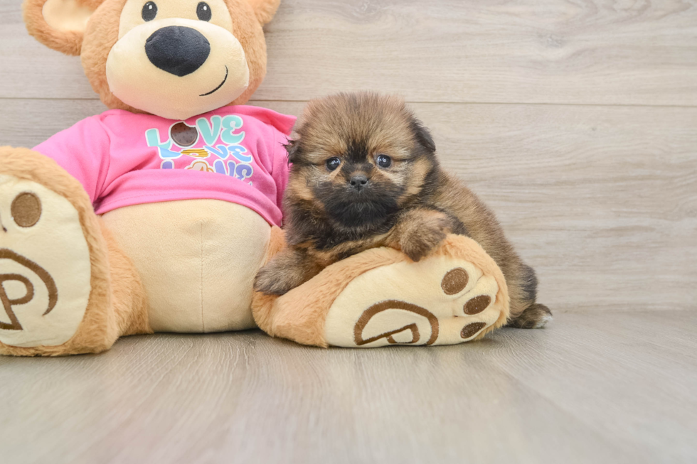 Shih Pom Pup Being Cute