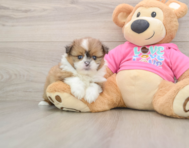 5 week old Shih Pom Puppy For Sale - Simply Southern Pups