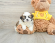 6 week old Shih Pom Puppy For Sale - Simply Southern Pups