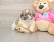 6 week old Shih Pom Puppy For Sale - Simply Southern Pups