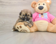 5 week old Shih Pom Puppy For Sale - Simply Southern Pups