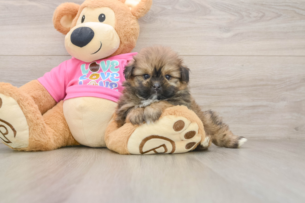 Shih Pom Puppy for Adoption