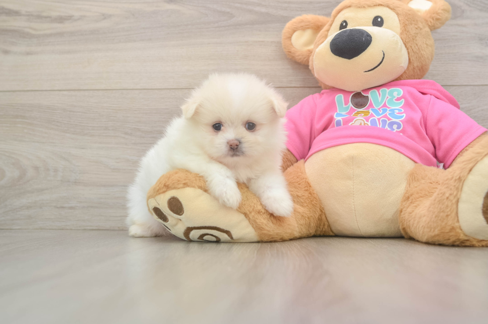 6 week old Shih Pom Puppy For Sale - Simply Southern Pups