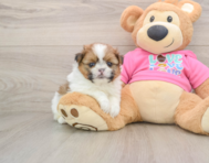 6 week old Shih Pom Puppy For Sale - Simply Southern Pups
