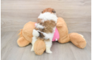 Best Shih Pom Baby