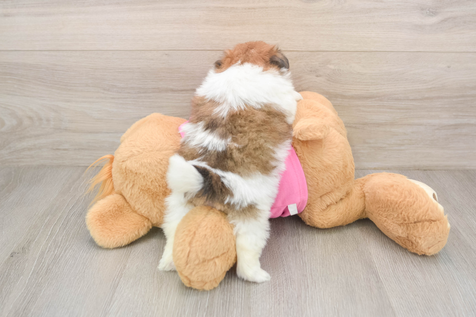 Best Shih Pom Baby