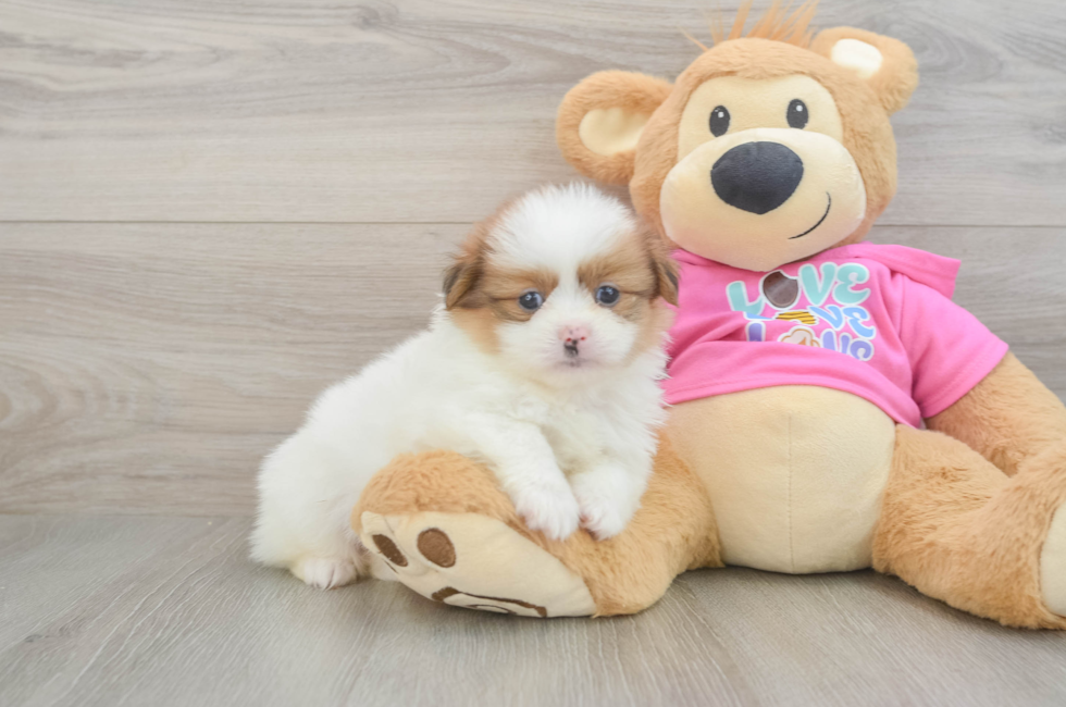 6 week old Shih Pom Puppy For Sale - Simply Southern Pups