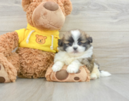 6 week old Shih Pom Puppy For Sale - Simply Southern Pups