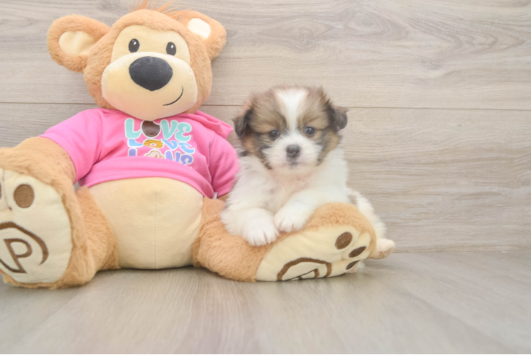 Shih Pom Pup Being Cute