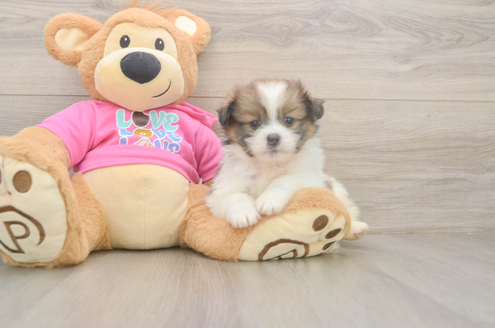 6 week old Shih Pom Puppy For Sale - Simply Southern Pups