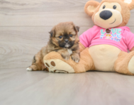 5 week old Shih Pom Puppy For Sale - Simply Southern Pups