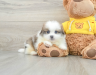 8 week old Shih Pom Puppy For Sale - Simply Southern Pups