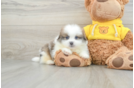 Small Shih Pom Baby