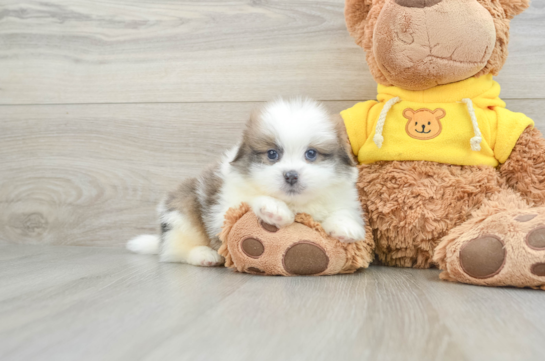 Small Shih Pom Baby