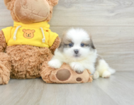 6 week old Shih Pom Puppy For Sale - Simply Southern Pups