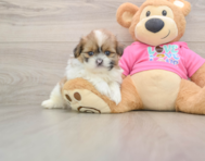5 week old Shih Pom Puppy For Sale - Simply Southern Pups