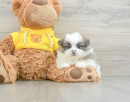 6 week old Shih Pom Puppy For Sale - Simply Southern Pups