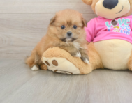 6 week old Shih Pom Puppy For Sale - Simply Southern Pups