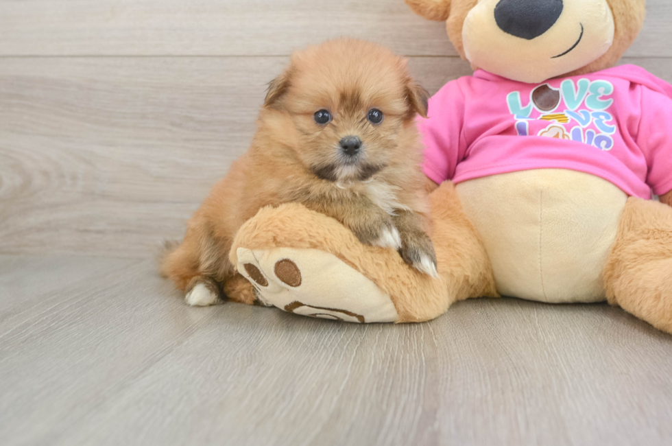 6 week old Shih Pom Puppy For Sale - Simply Southern Pups