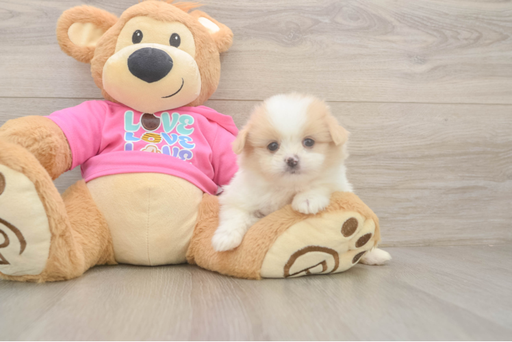 Popular Shih Pom Designer Pup