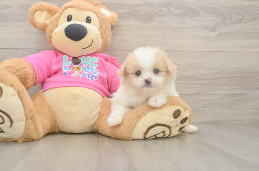 6 week old Shih Pom Puppy For Sale - Simply Southern Pups