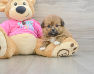 6 week old Shih Pom Puppy For Sale - Simply Southern Pups