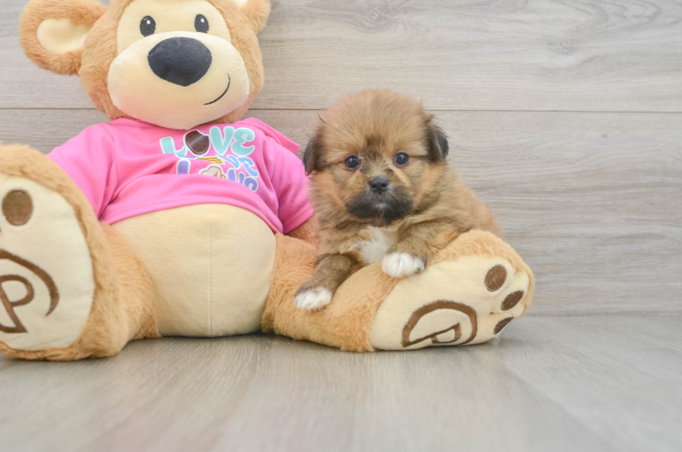 6 week old Shih Pom Puppy For Sale - Simply Southern Pups