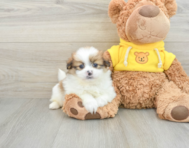 8 week old Shih Pom Puppy For Sale - Simply Southern Pups