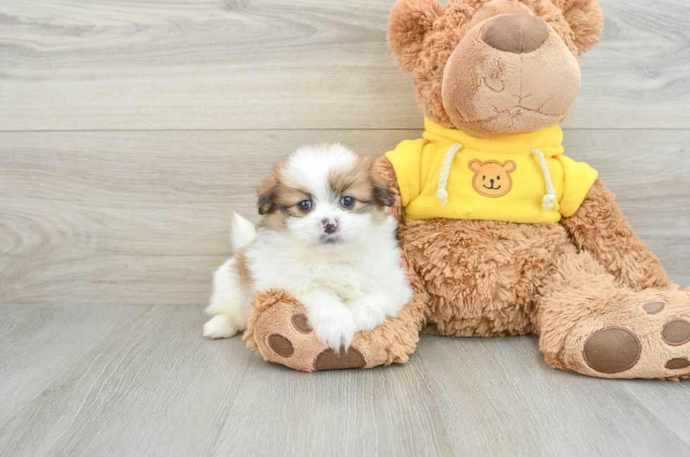 8 week old Shih Pom Puppy For Sale - Simply Southern Pups