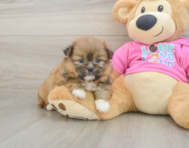 6 week old Shih Pom Puppy For Sale - Simply Southern Pups