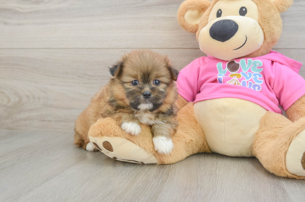 6 week old Shih Pom Puppy For Sale - Simply Southern Pups