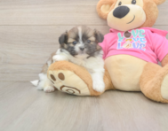 5 week old Shih Pom Puppy For Sale - Simply Southern Pups