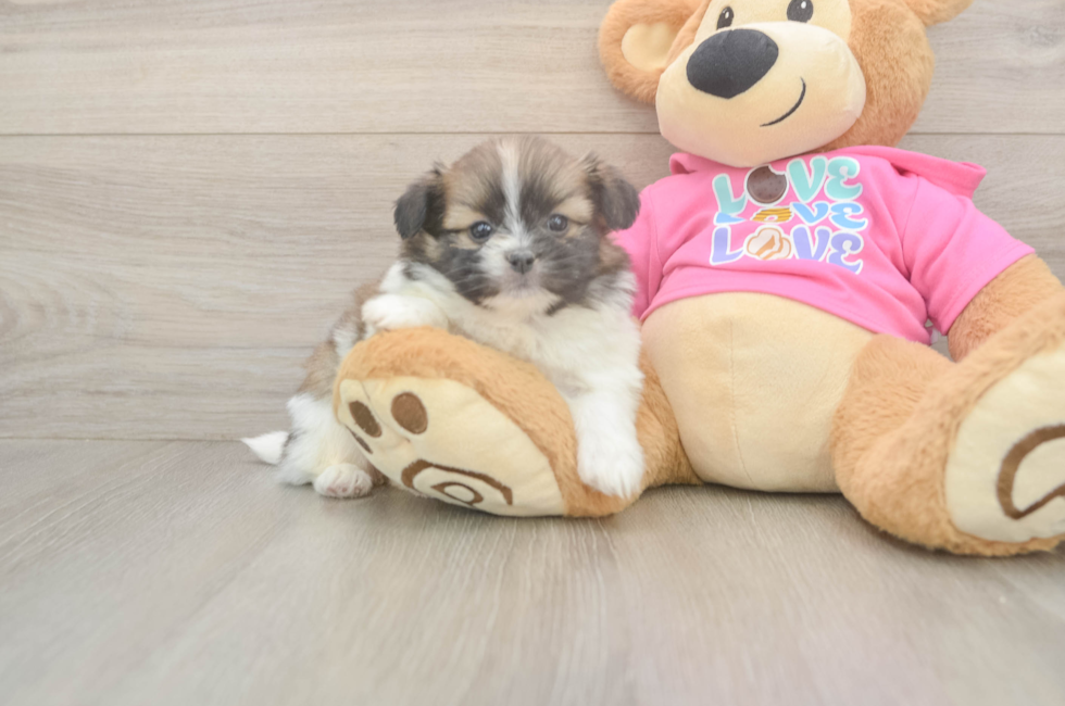 5 week old Shih Pom Puppy For Sale - Simply Southern Pups