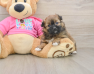 6 week old Shih Pom Puppy For Sale - Simply Southern Pups