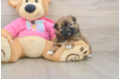 Best Shih Pom Baby