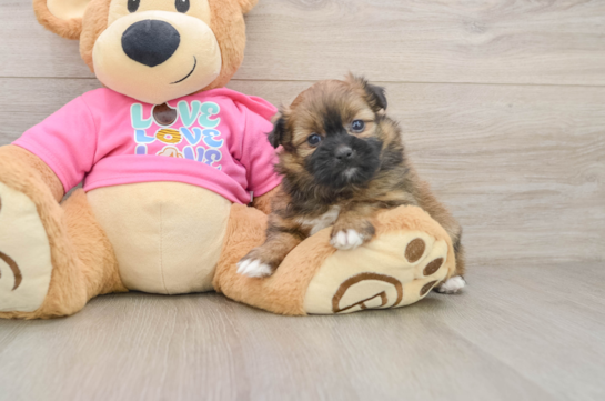 Best Shih Pom Baby