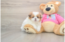 Funny Shih Pom Designer Pup